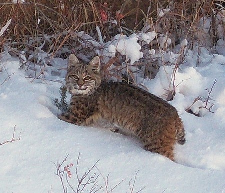 Bobcat in snow