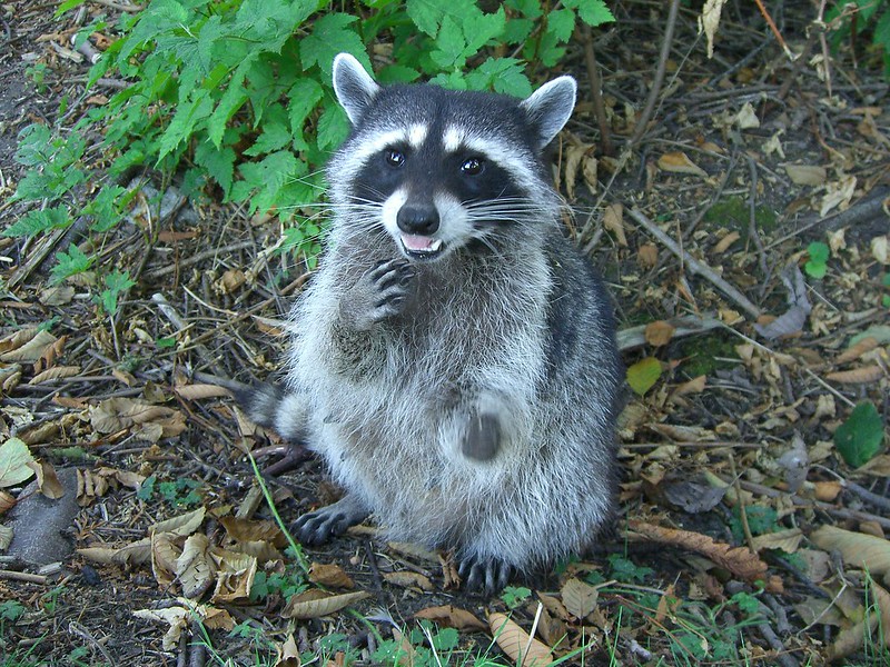 Canadian raccoon