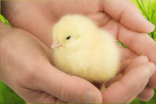 Chick in hands