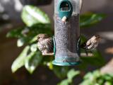 Pine siskins at a bird feeder
