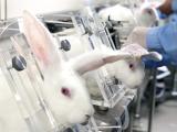 White lab rabbits