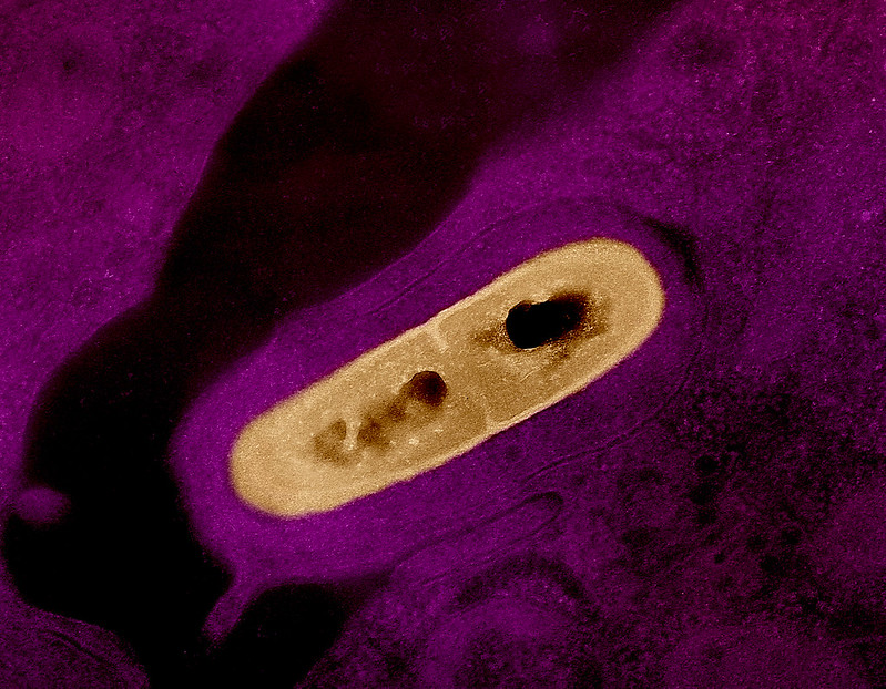 listeria