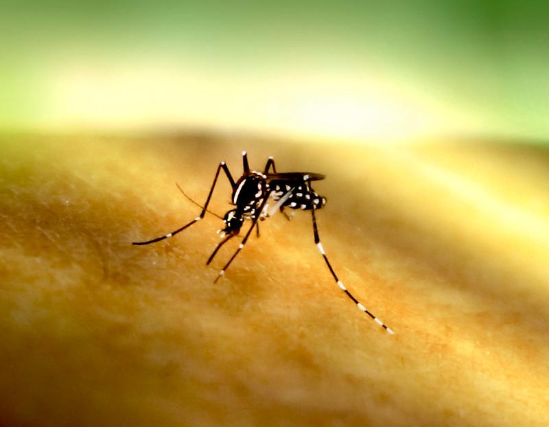 Aedes mosquito