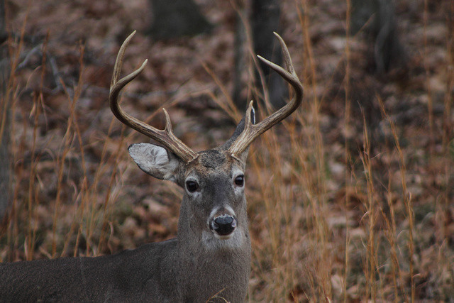 White-tailed buck in British Columbia