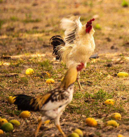 backyard roosters