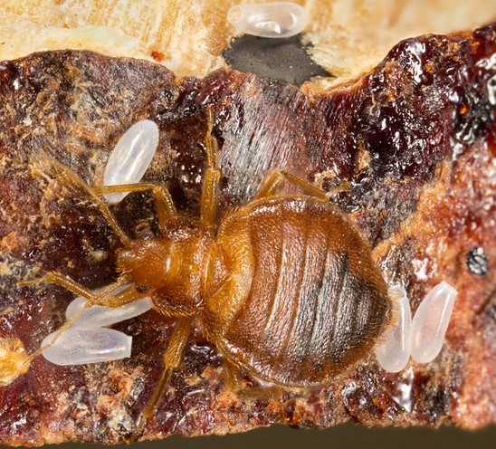 Bed bug magnified