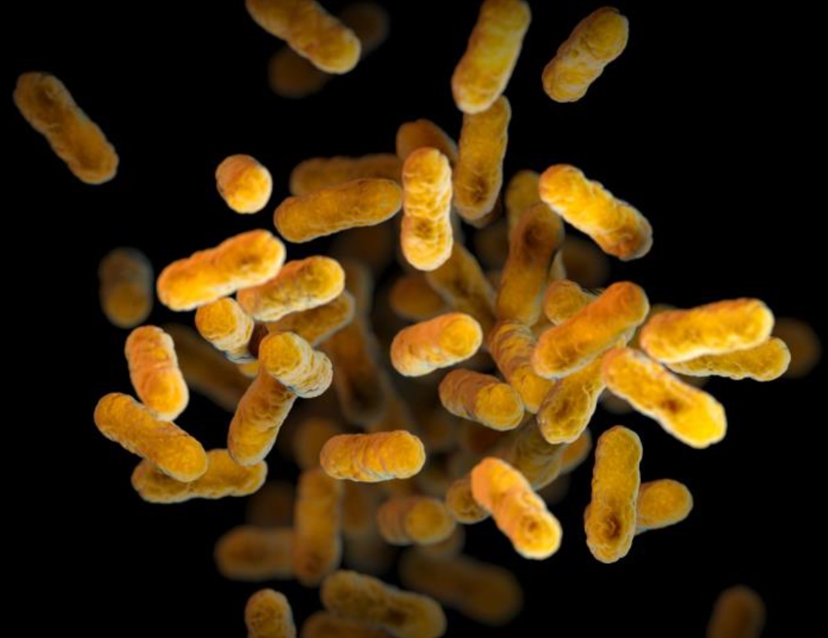 Bordetella pertussis bacteria