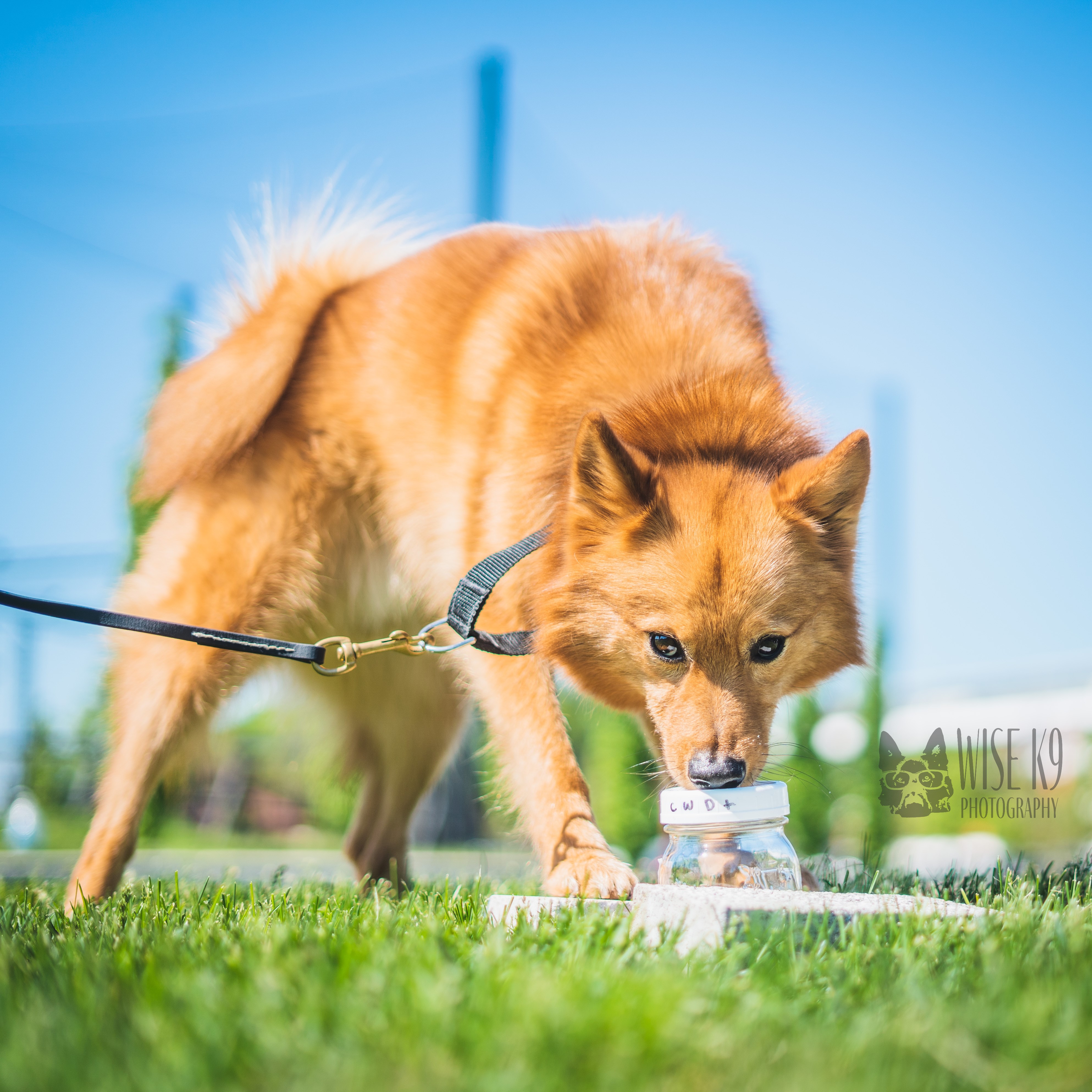 CWD-sniffing dog