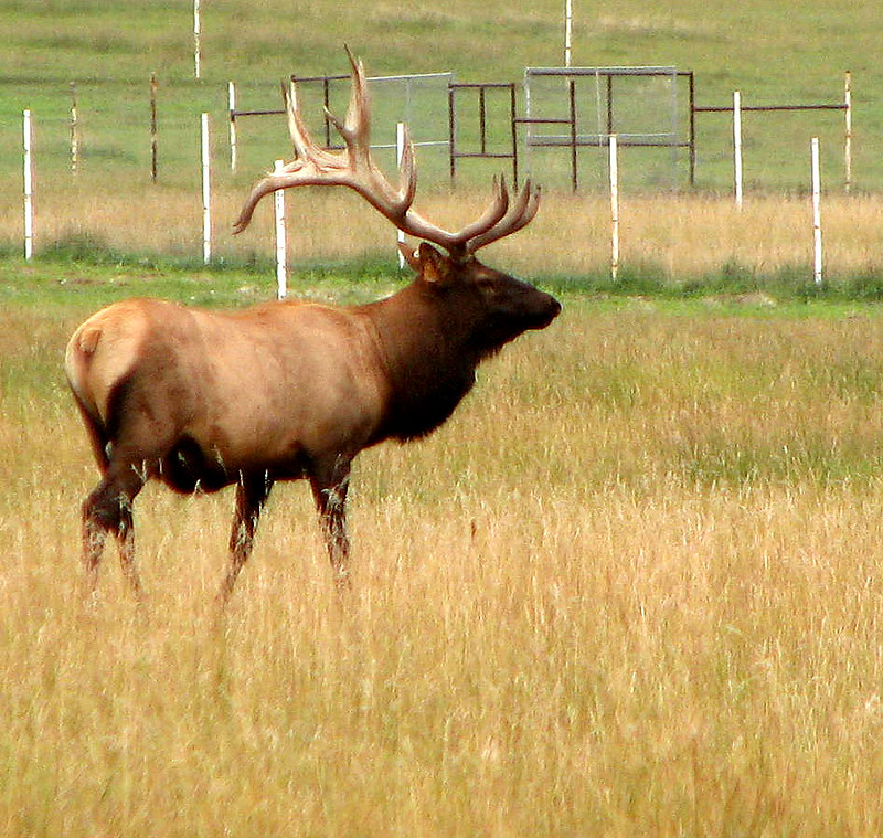 Domestic bull elk