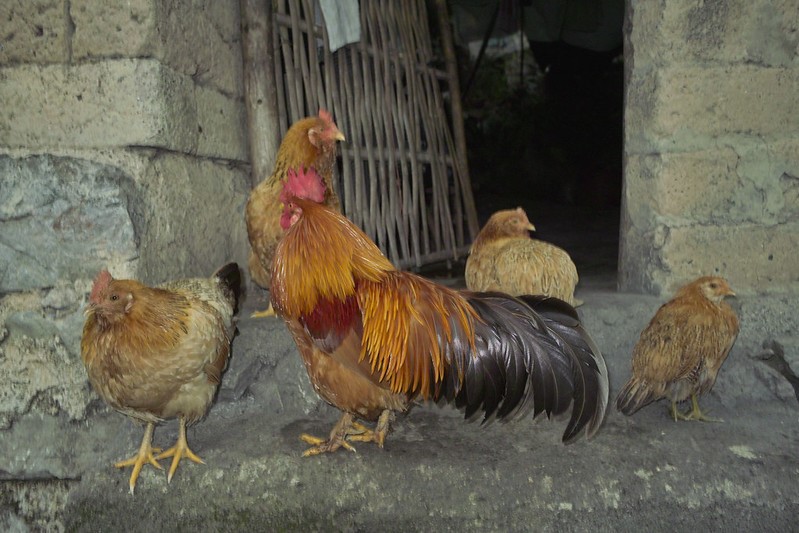 Flock of chickens in China