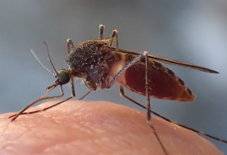 Culiseta mosquito