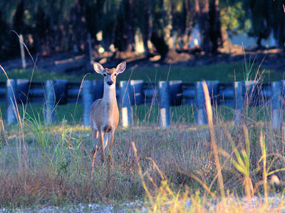 Deer by fence