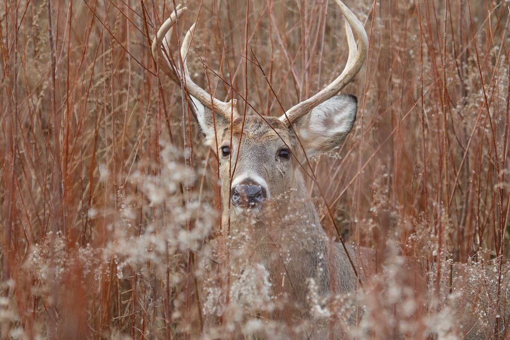 Deer in weeds