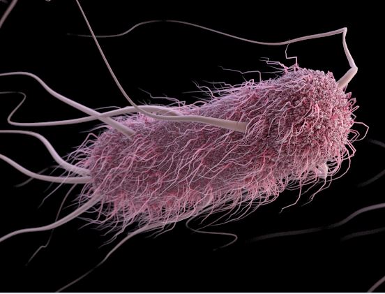 ESBL E coli bacterium