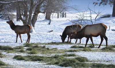 Elk at feeding ground