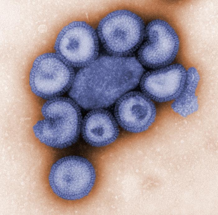 flu virus CDC 