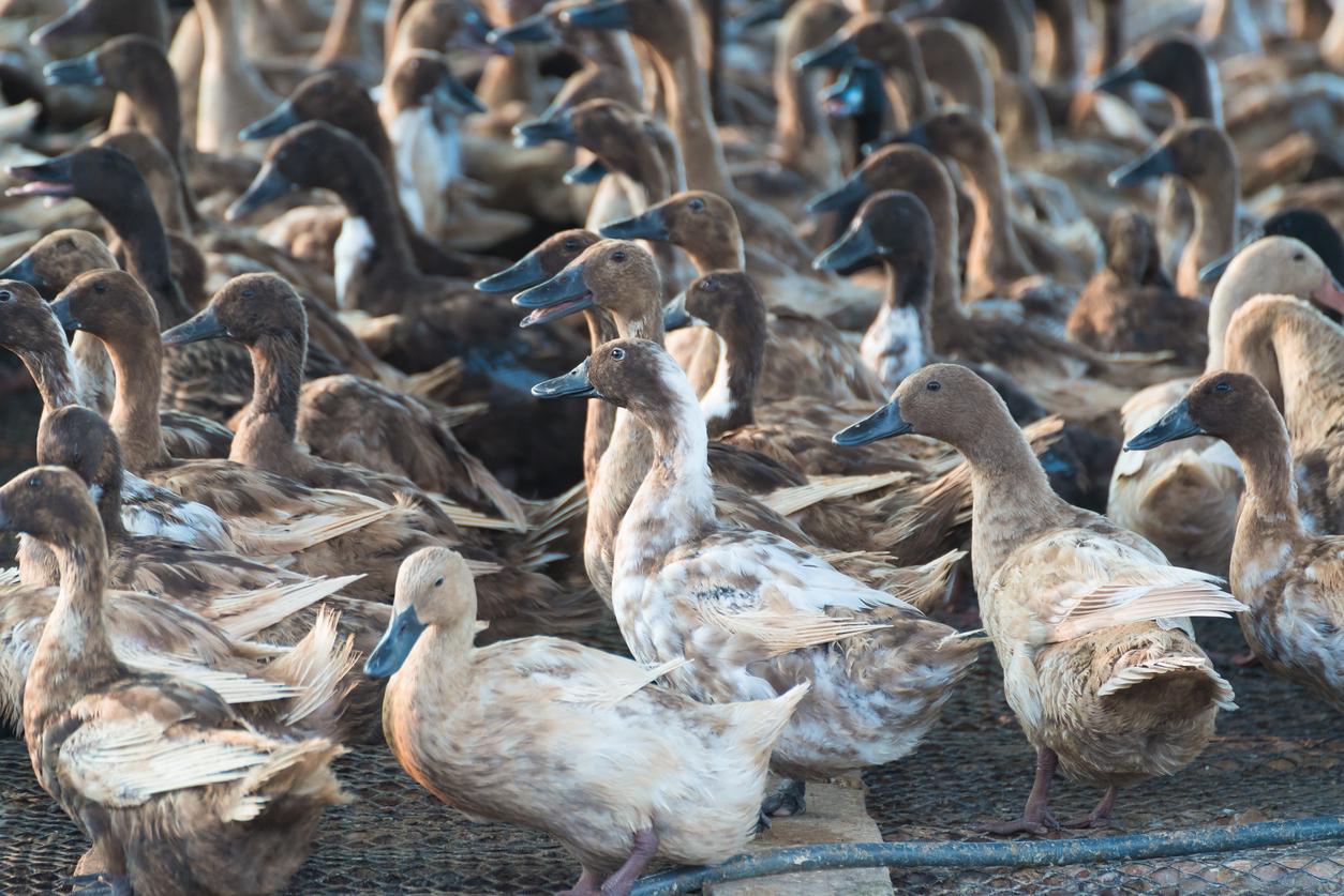 Foie gras ducks