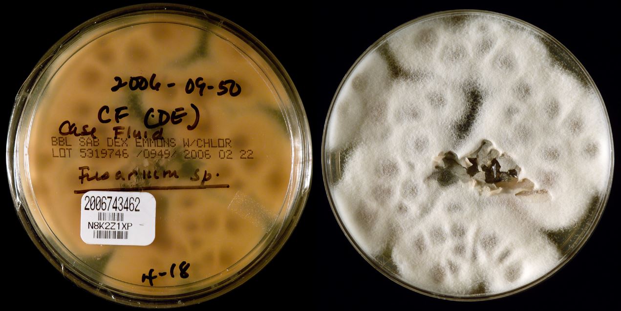 Fusarium solani fungus in petri dish