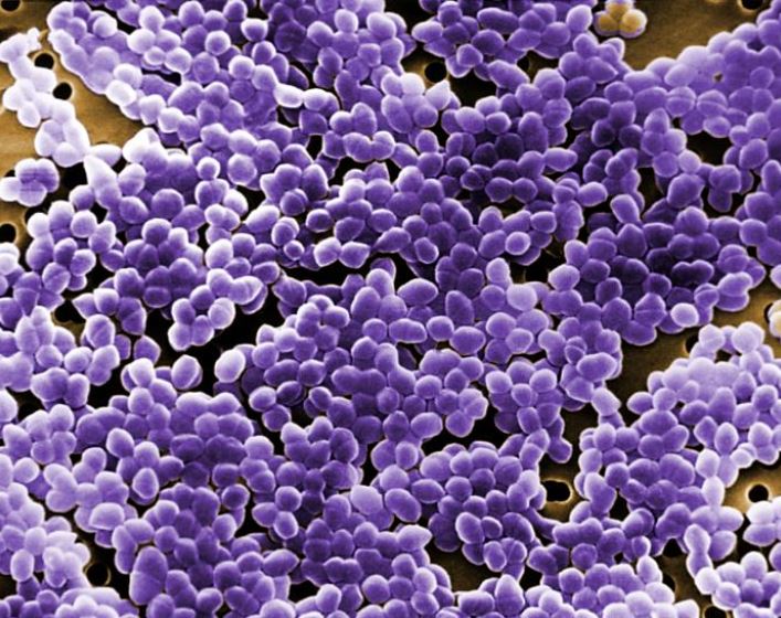 Gram-negative Enterococcus