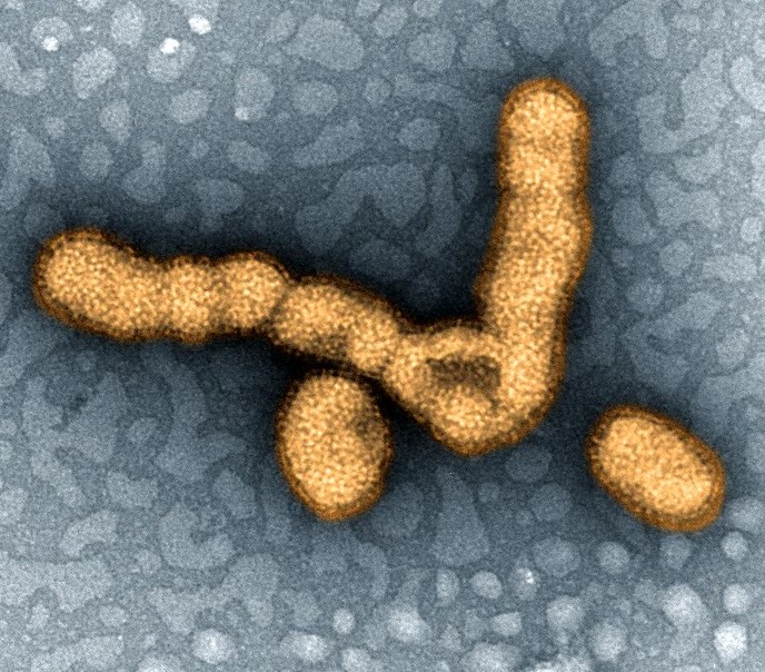 H1N1 influenza viruses