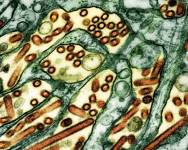 H5N1 green brown