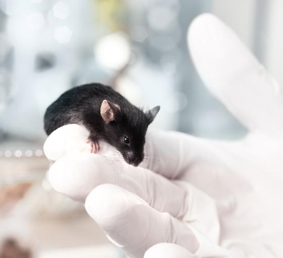 Lab mouse in gloved hand