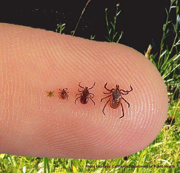 Lyme ticks