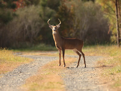 White-tailed buck