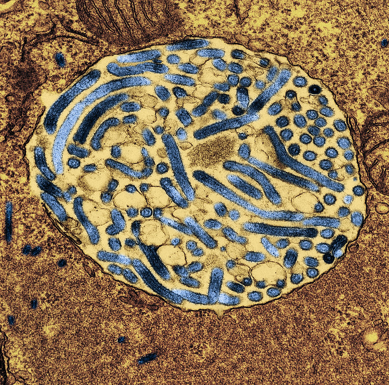 Marburg virus particles