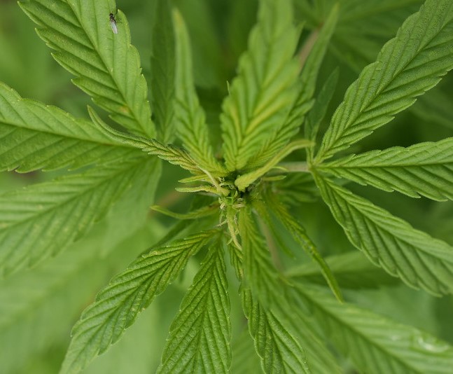 Marijuana plant up close