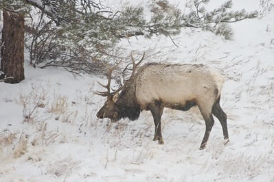 Elk in Nebraska