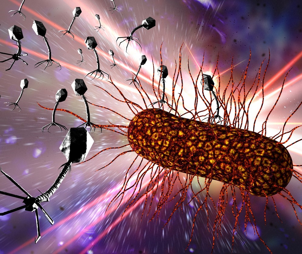 Phages attacking bacterium