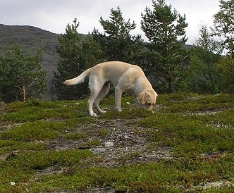 Retriever picking up a scent