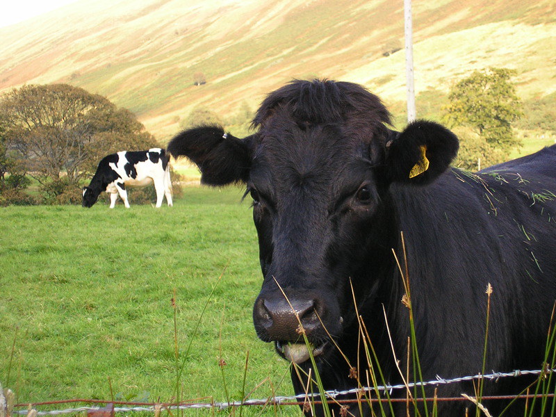 Scottish cows