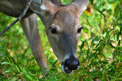 White-tailed deer