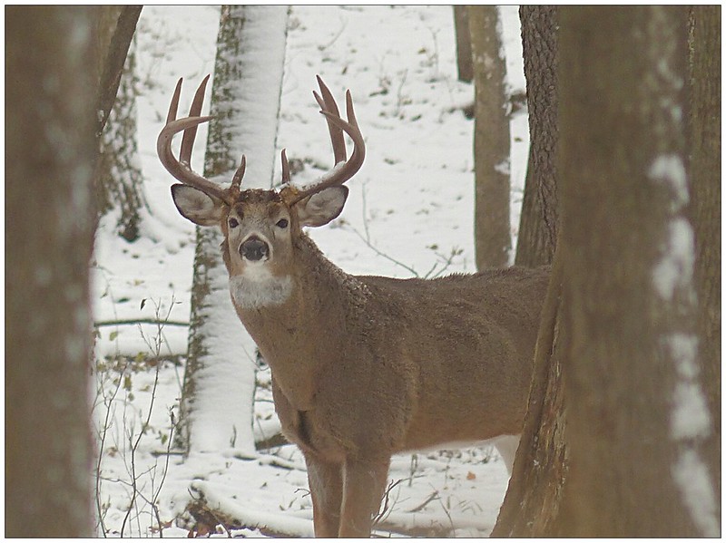Wisconsin buck in snow