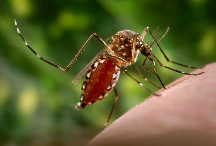Mosquito biting person