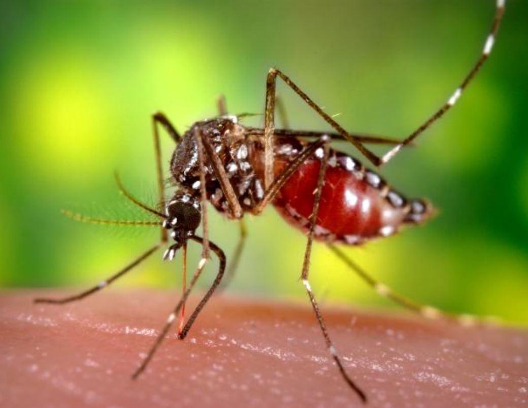 mosquito