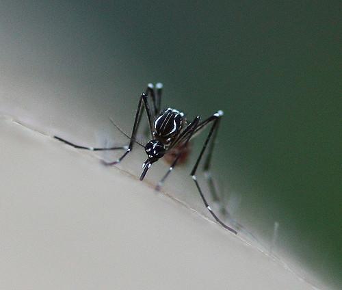 Aedes aegypti