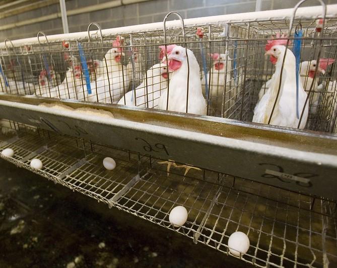 layer chickens