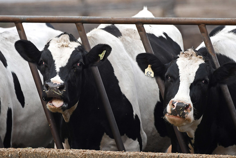 California dairy cows