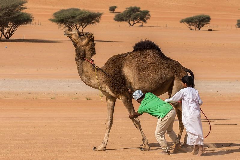camel handlers