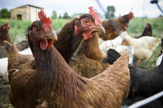 backyard poultry