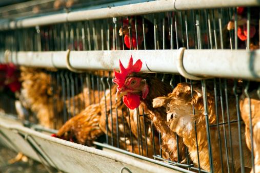 market chickens