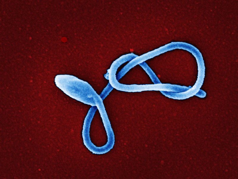ebola blue red