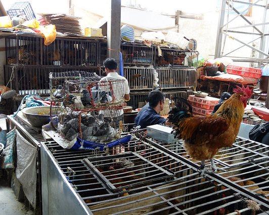 live poultry market