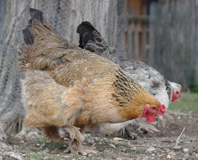 backyard chickens