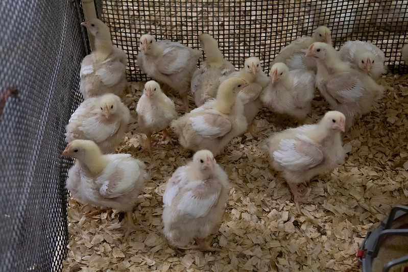 pullets