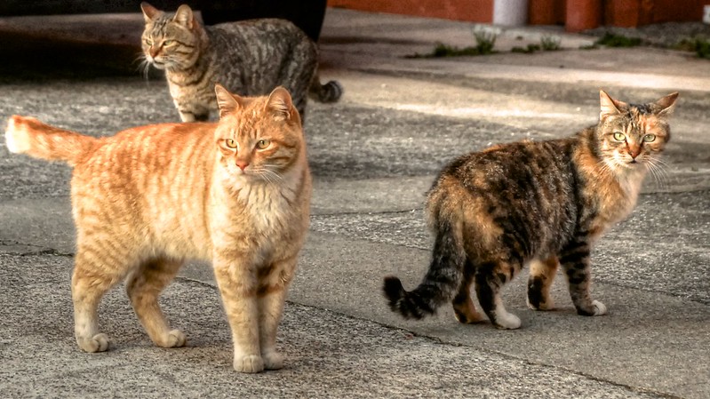stray cats