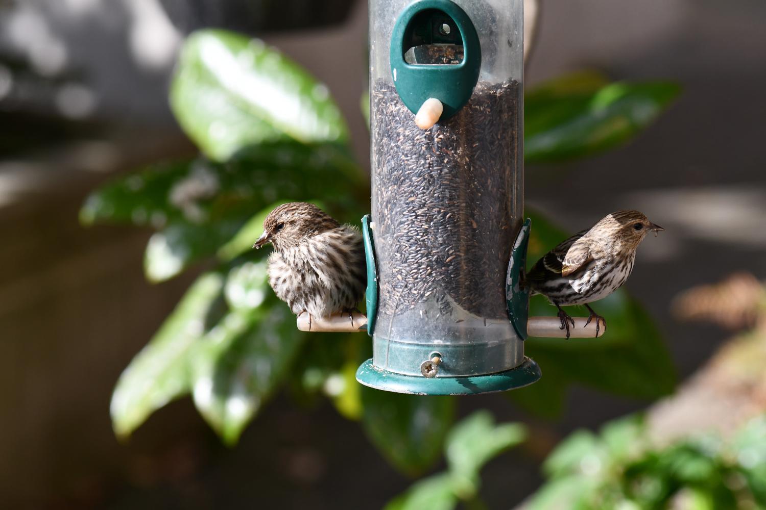 Pine siskins at a bird feeder